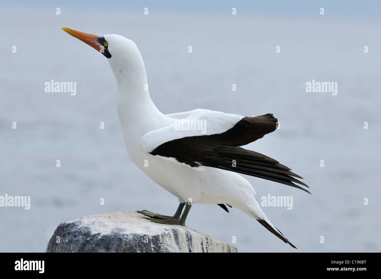 Nazca Booby (Sula Granti), Espanola Insel, Galapagos, Ecuador, Südamerika Stockfoto