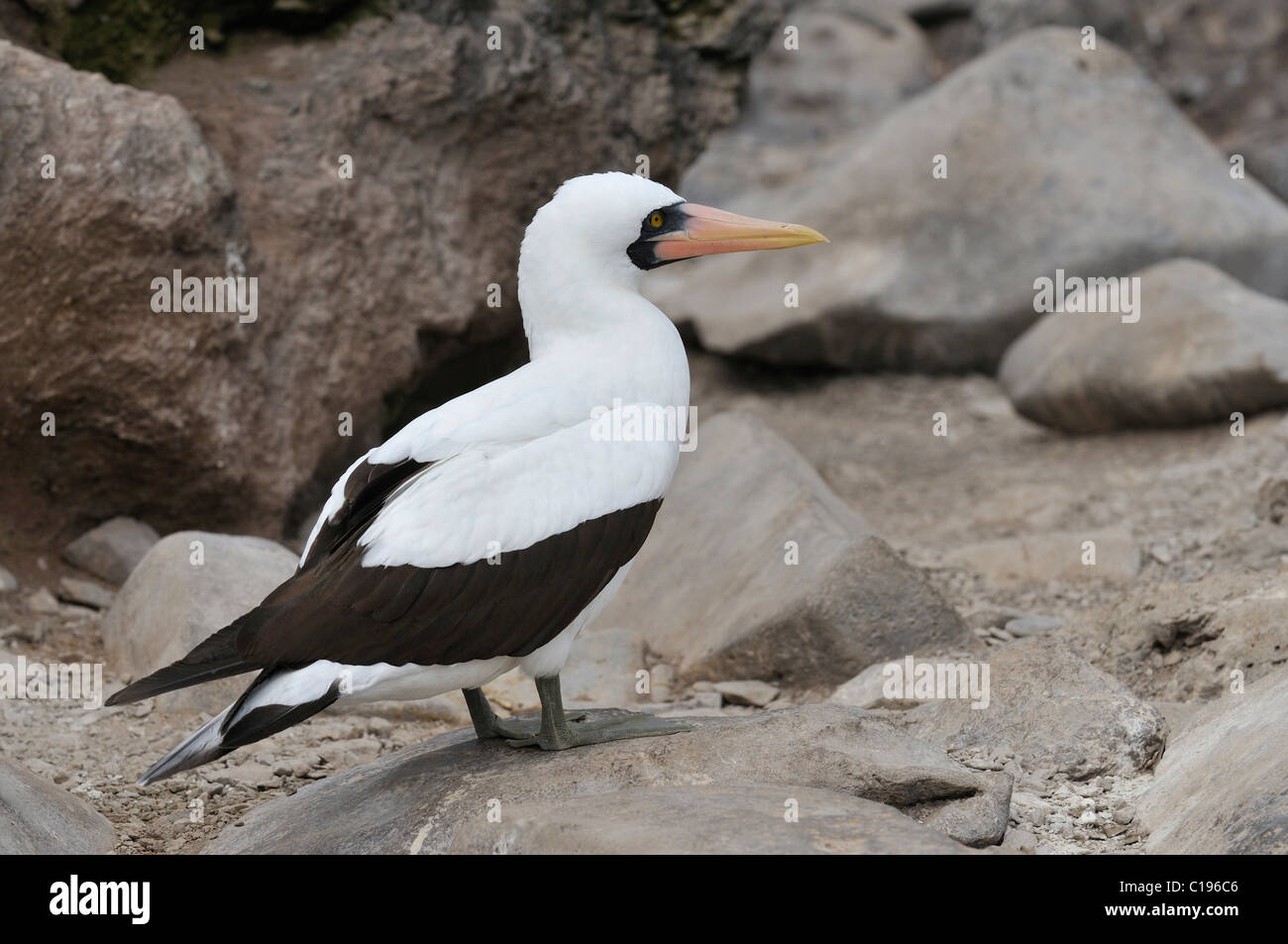 Nazca Booby (Sula Granti), Espanola Insel, Galapagos, Ecuador, Südamerika Stockfoto