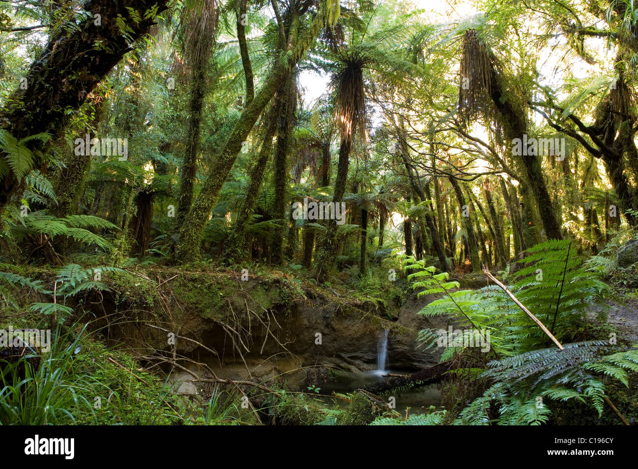 Urzeitliche Farn Wald von Copland Track, West Coast, Südinsel, Neuseeland Stockfoto