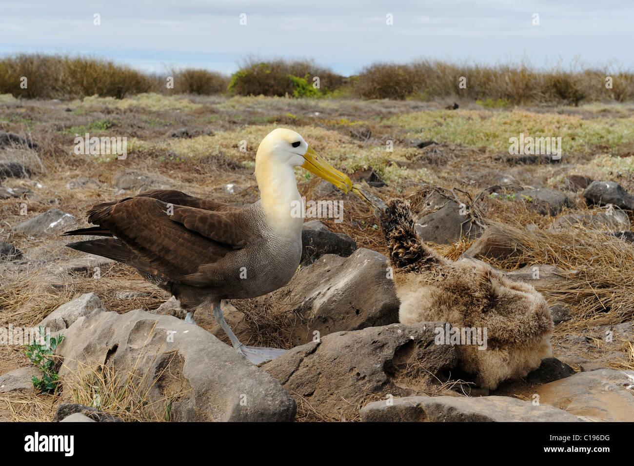 Galapagos-Albatros (Diomedea Irrorata) Fütterung jung, Espanola Insel, Galapagos, Ecuador, Südamerika Stockfoto