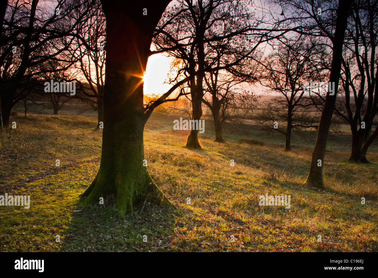 Die Sonne durch die Bäume des Badbury Rings, Dorset; eine Eisenzeit Wallburg, die neben Ackling Dyke sitzt. Stockfoto