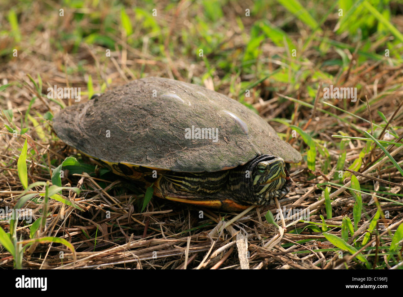 Eastern River Cooter (Pseudemys Concinna) Stockfoto