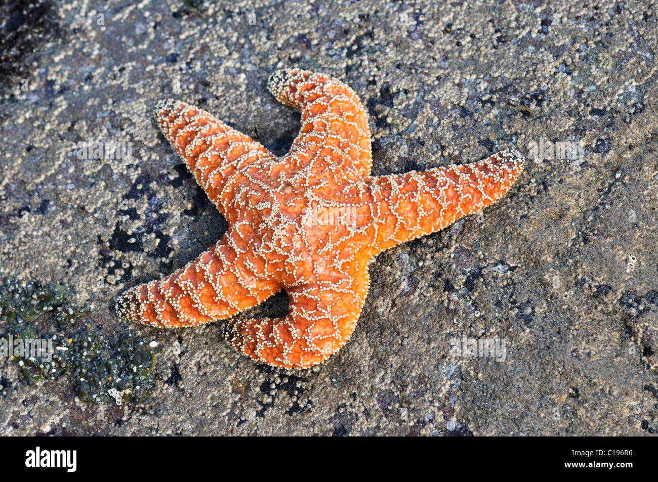 Sea Star (Echinodermata spec.) in einem Pool, links von der Flut, Olympic Nationalpark, Washington, USA, Nordamerika Stockfoto