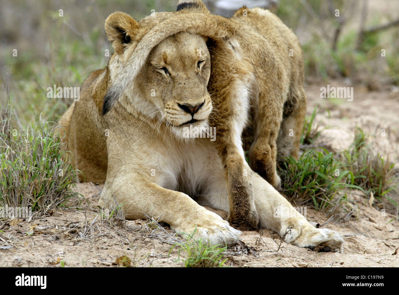 Löwen (Leo Panther), Löwin mit jungen, soziale Interaktion, Sabi Sand Game Reserve, Südafrika Stockfoto