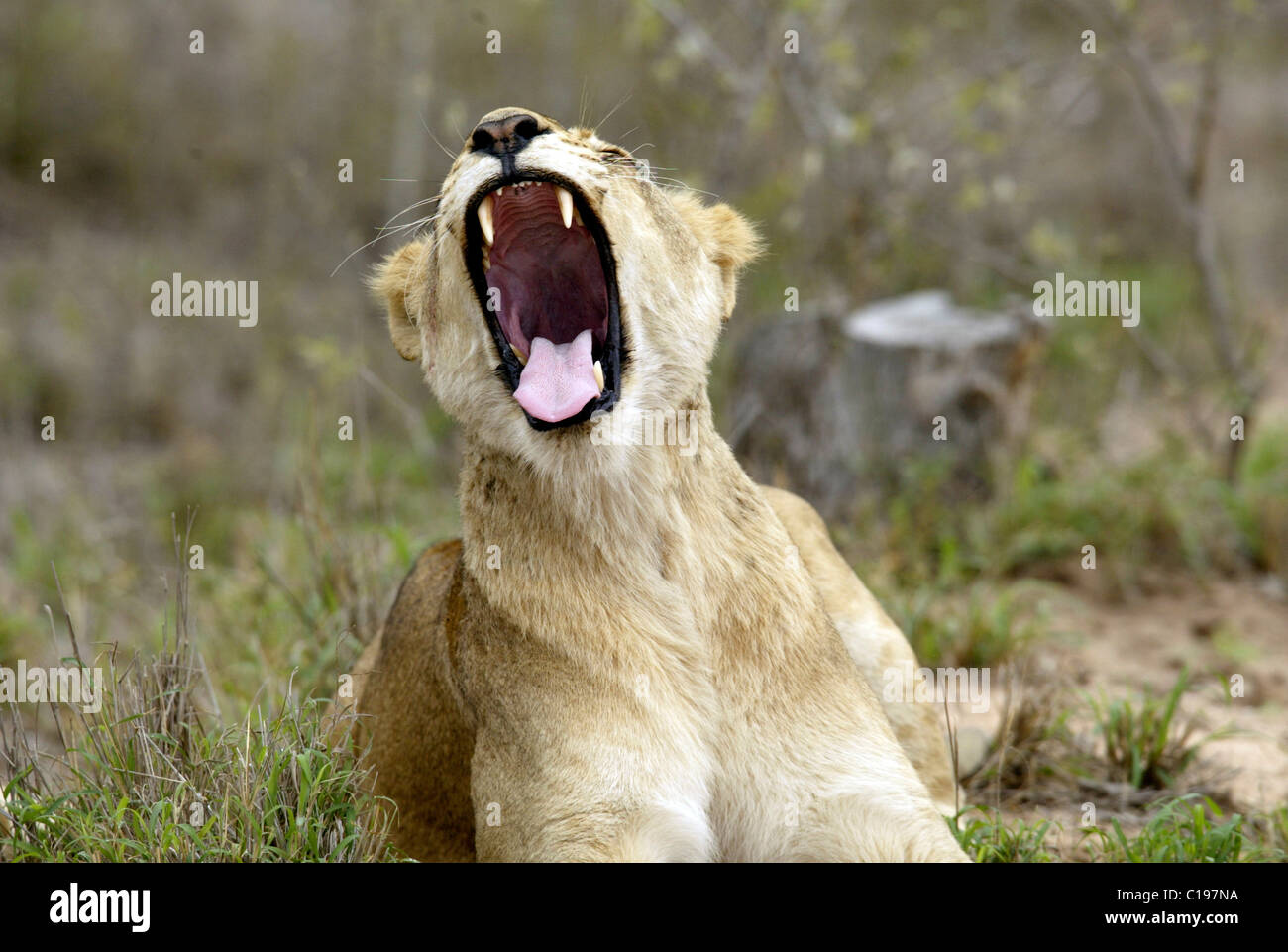 Löwen (Leo Panther), Löwin, Gähnen, Sabi Sand Game Reserve, Südafrika Stockfoto