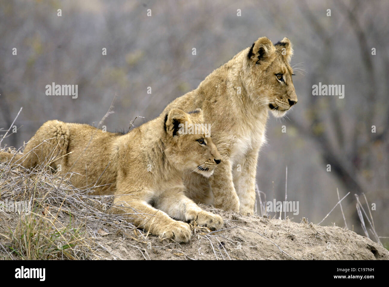 Löwen (Leo Panther), Cubs, Sabi Sand Game Reserve, Südafrika Stockfoto