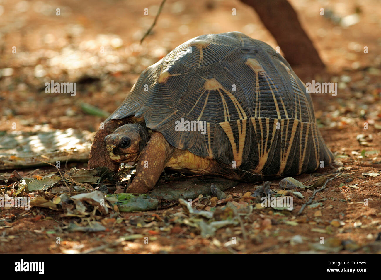 Madagassische strahlte Schildkröte (Astrochelys Radiata), Erwachsene, Berenty Game Reserve, Madagaskar, Afrika Stockfoto