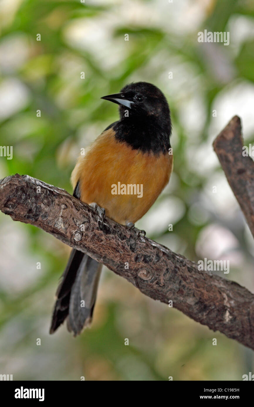 Montserrat Oriole (Ikterus Oberi), thront Männchen in einem Baum, ursprünglich aus Mittel- und Südamerika Stockfoto Montserrat Oriole (Ikterus Oberi), thront Männchen in einem Baum, ursprünglich aus Mittel- und Südamerika Stockfoto