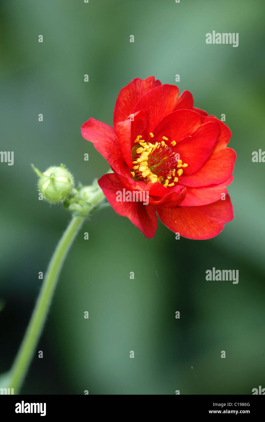 Orange Geum (Geum Coccineum), Blume, Heddesheim, Deutschland Stockfoto