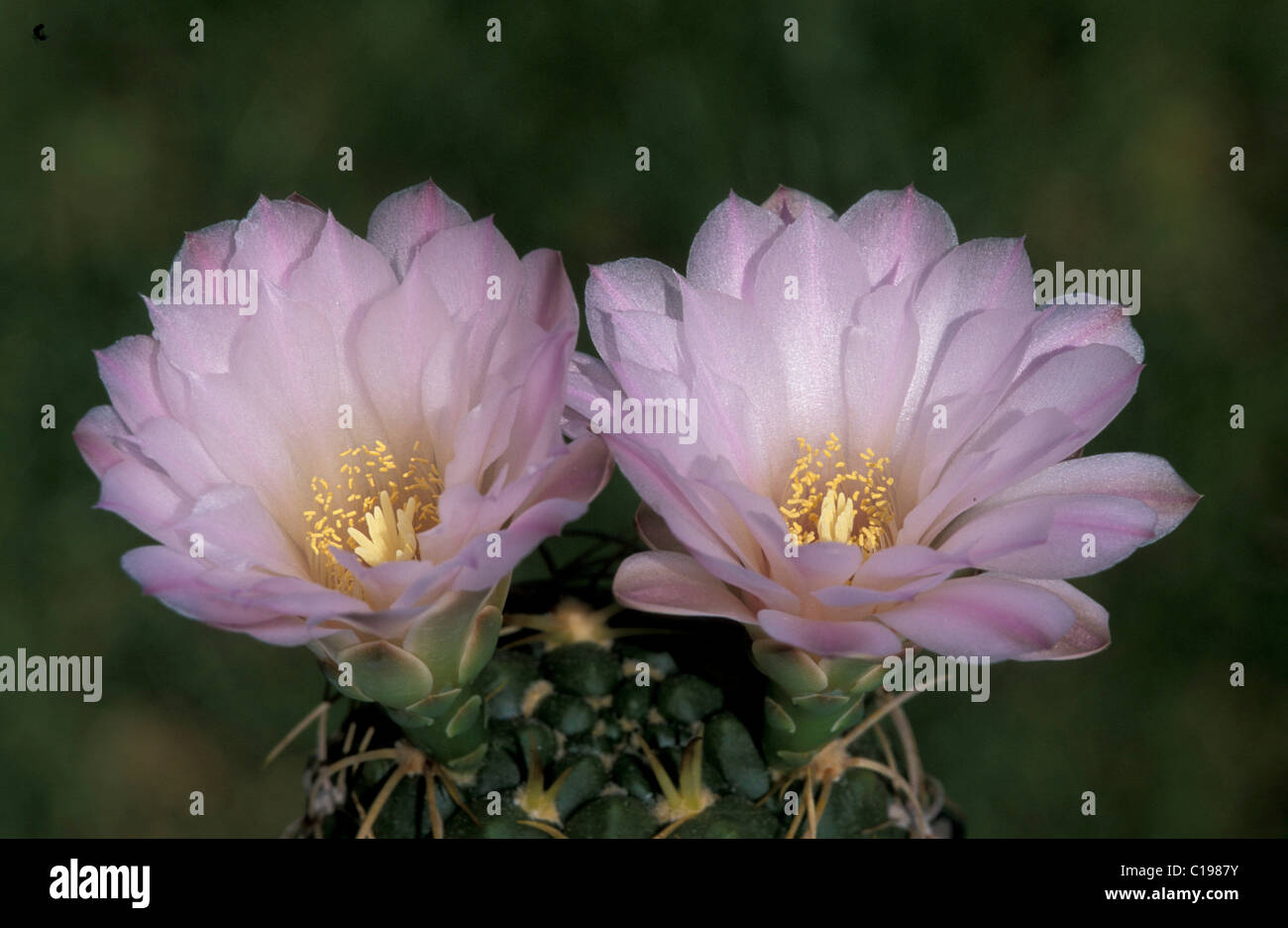 Rosa Ball Kaktus (Notocactus Rutilans), Blumen Stockfoto