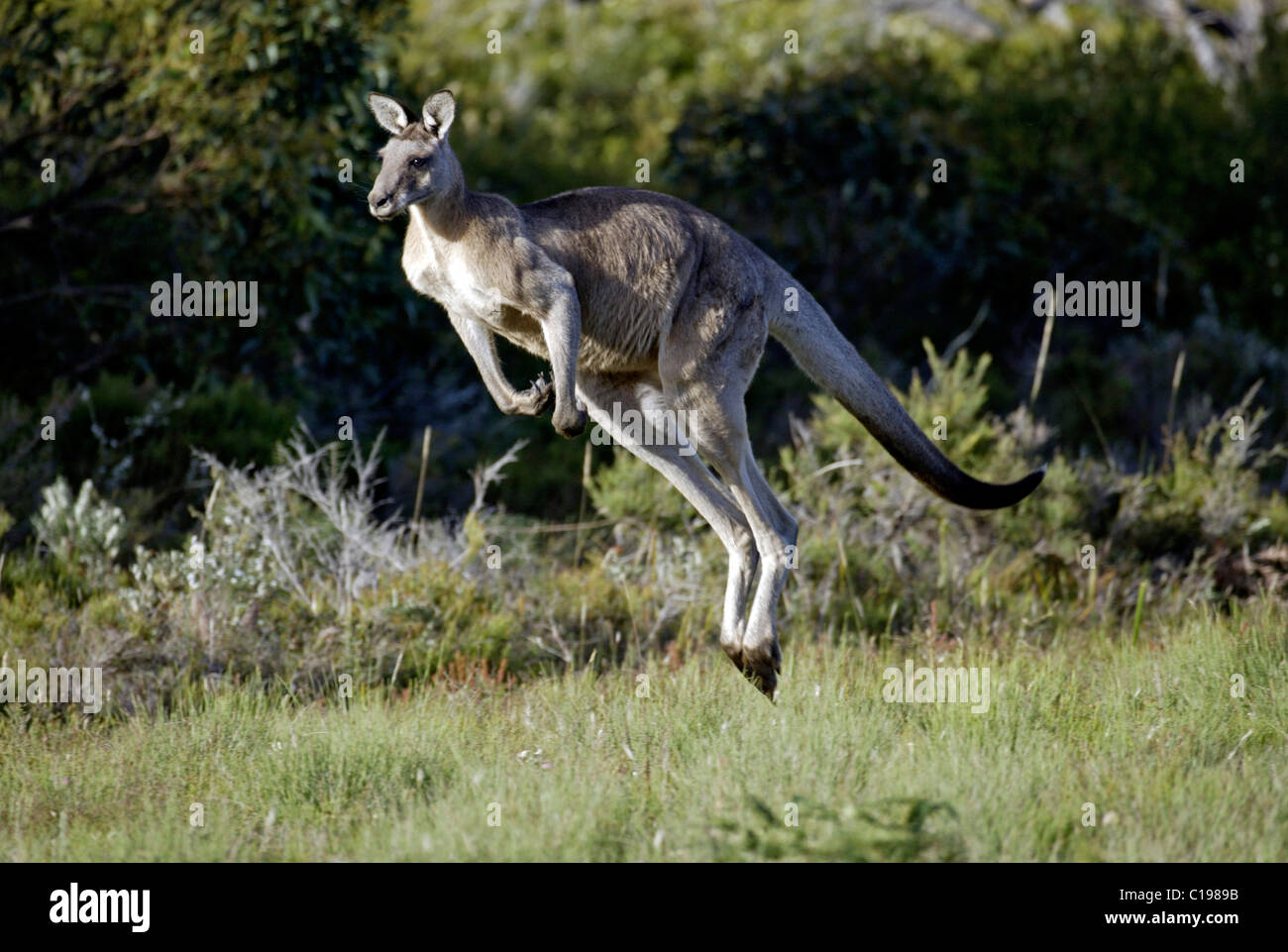 Östlichen graue Känguru (Macropus Giganteus), Begrenzungsrahmen Erwachsener, Australien Stockfoto