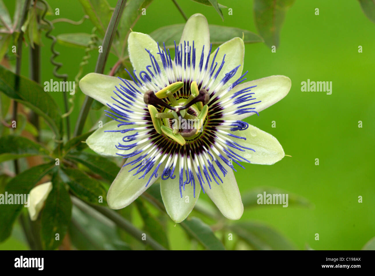 Blühende Rebe Passionsfrucht (Passiflora Edulis Forma Edulis) Stockfoto