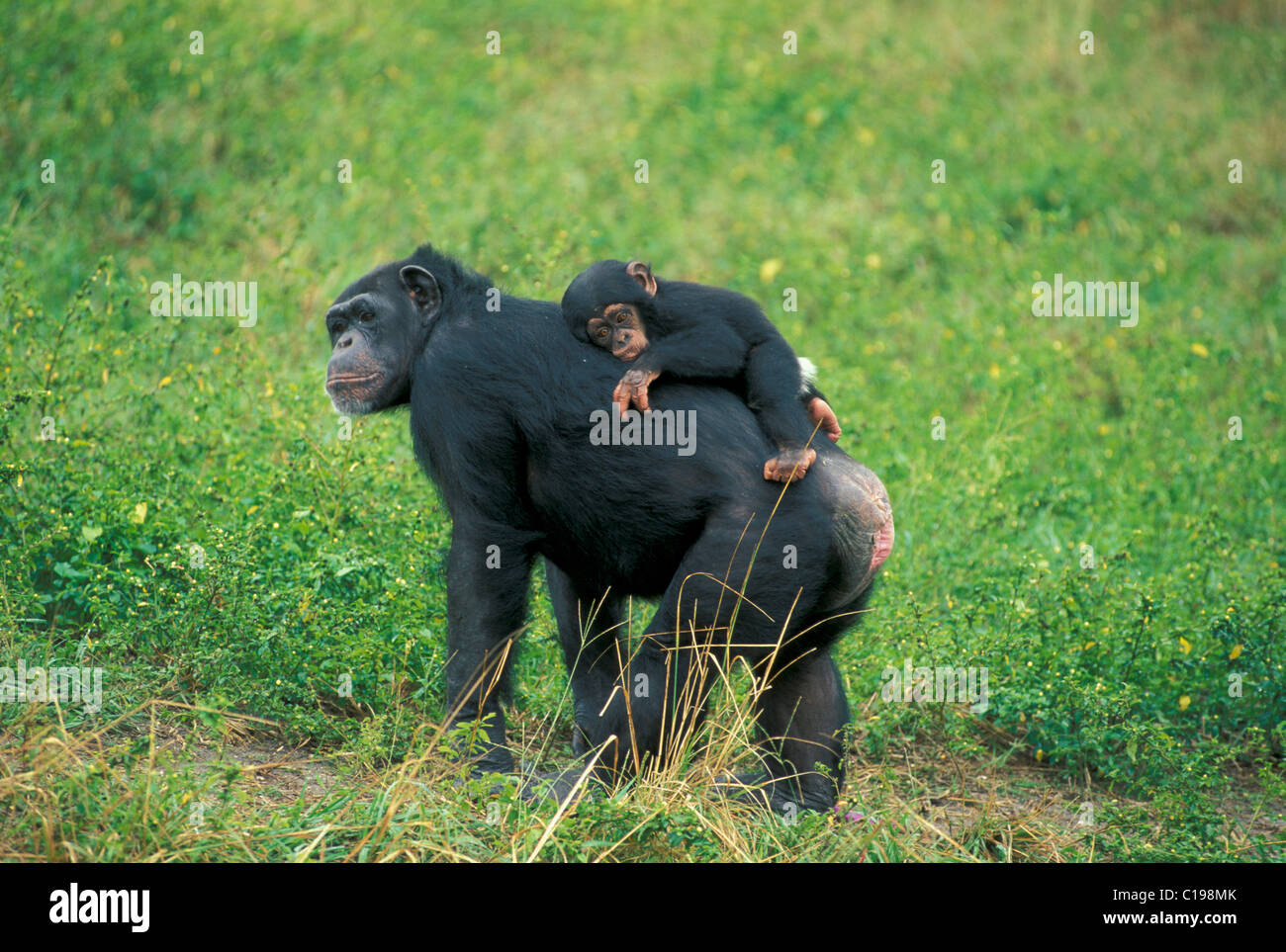 Zentral afrikanische Schimpansen (Pan t. Troglodytes), Erwachsene tragen ein Kind auf dem Rücken, ursprünglich aus Afrika Stockfoto