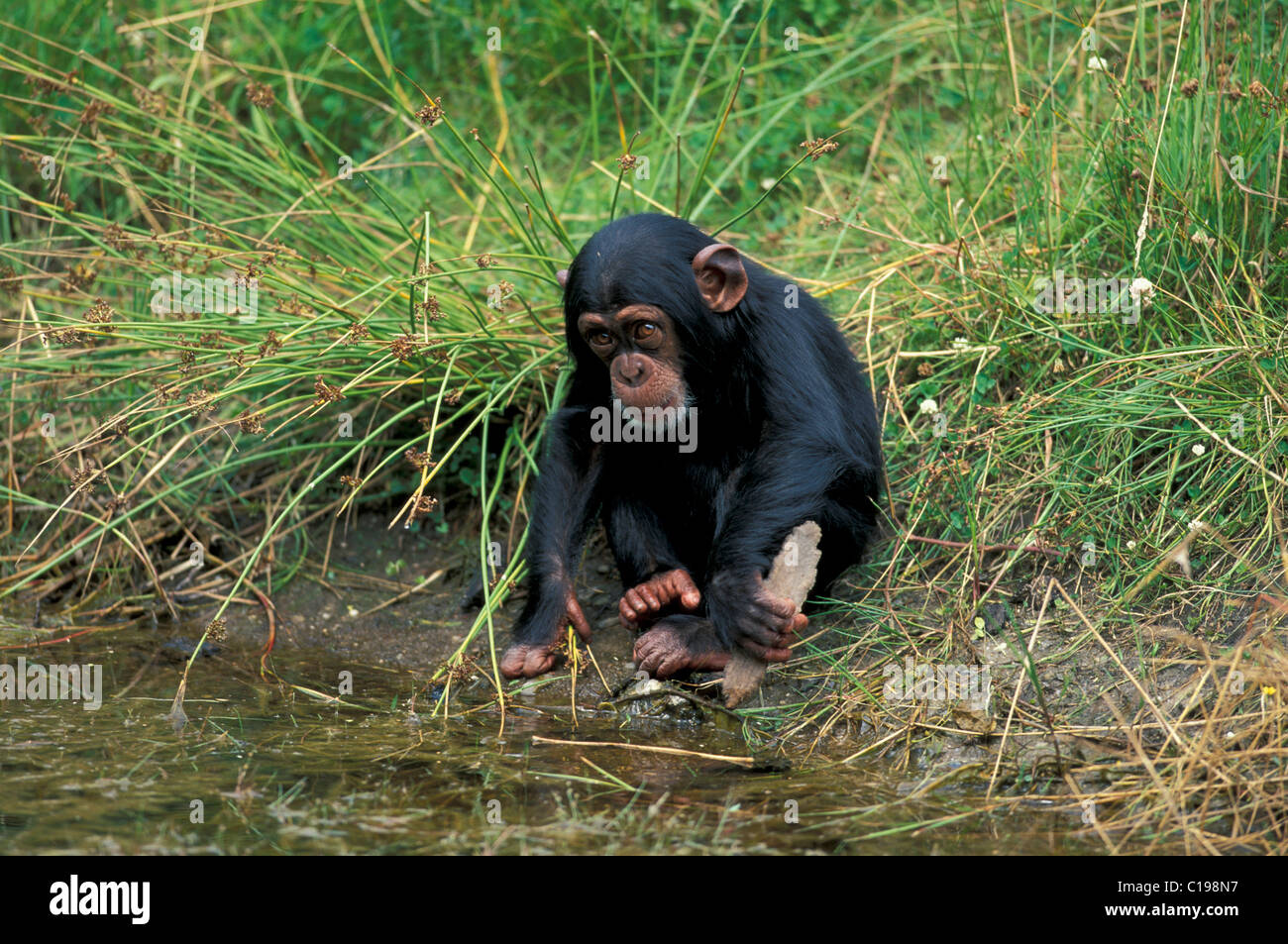 Zentral afrikanische Schimpansen (Pan t. Troglodytes), juvenile spielen mit einem Werkzeug, ursprünglich aus Afrika Stockfoto