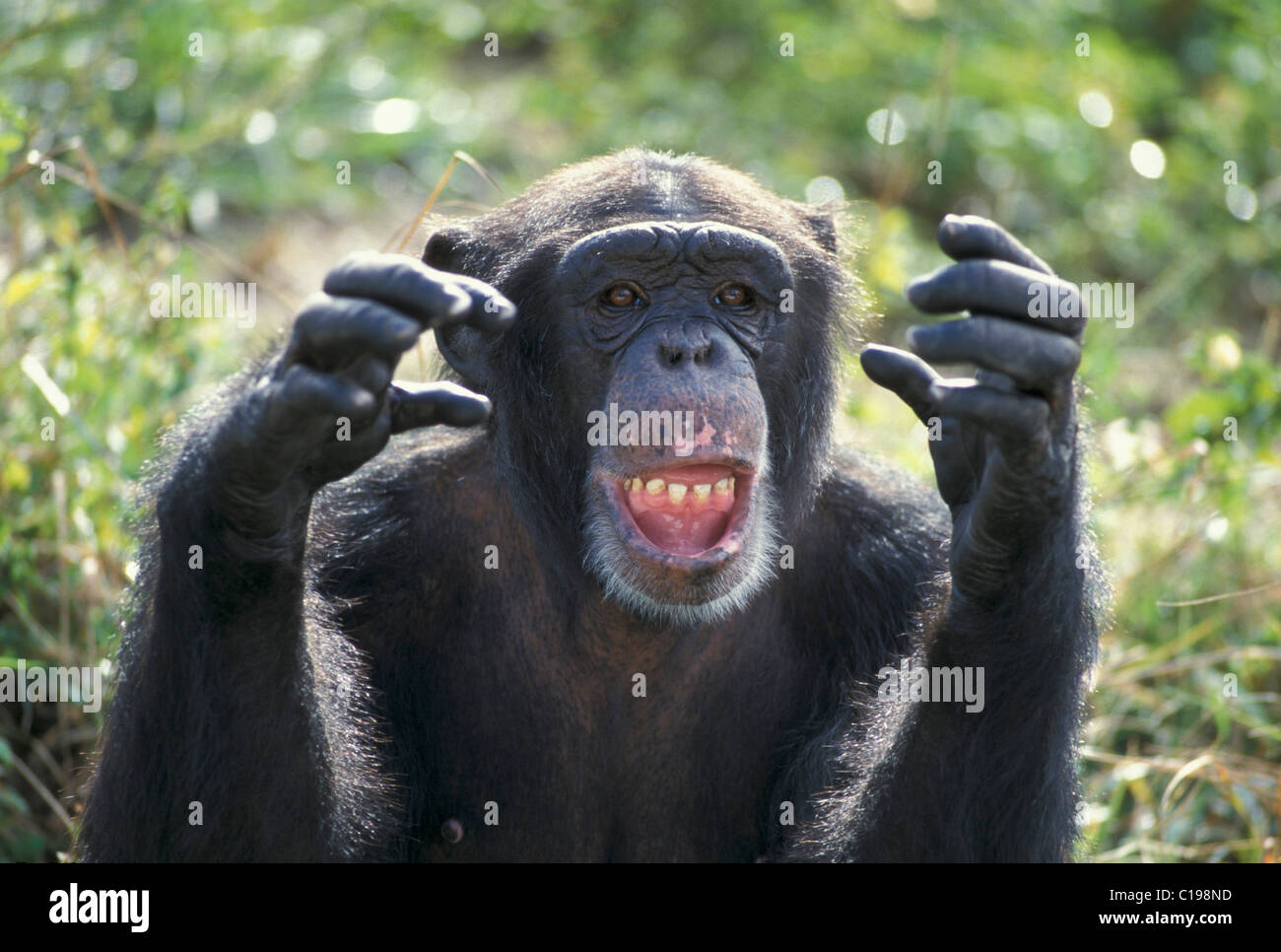 Zentral afrikanische Schimpansen (Pan t. Troglodytes), Erwachsene Grimassieren, ursprünglich aus Afrika Stockfoto