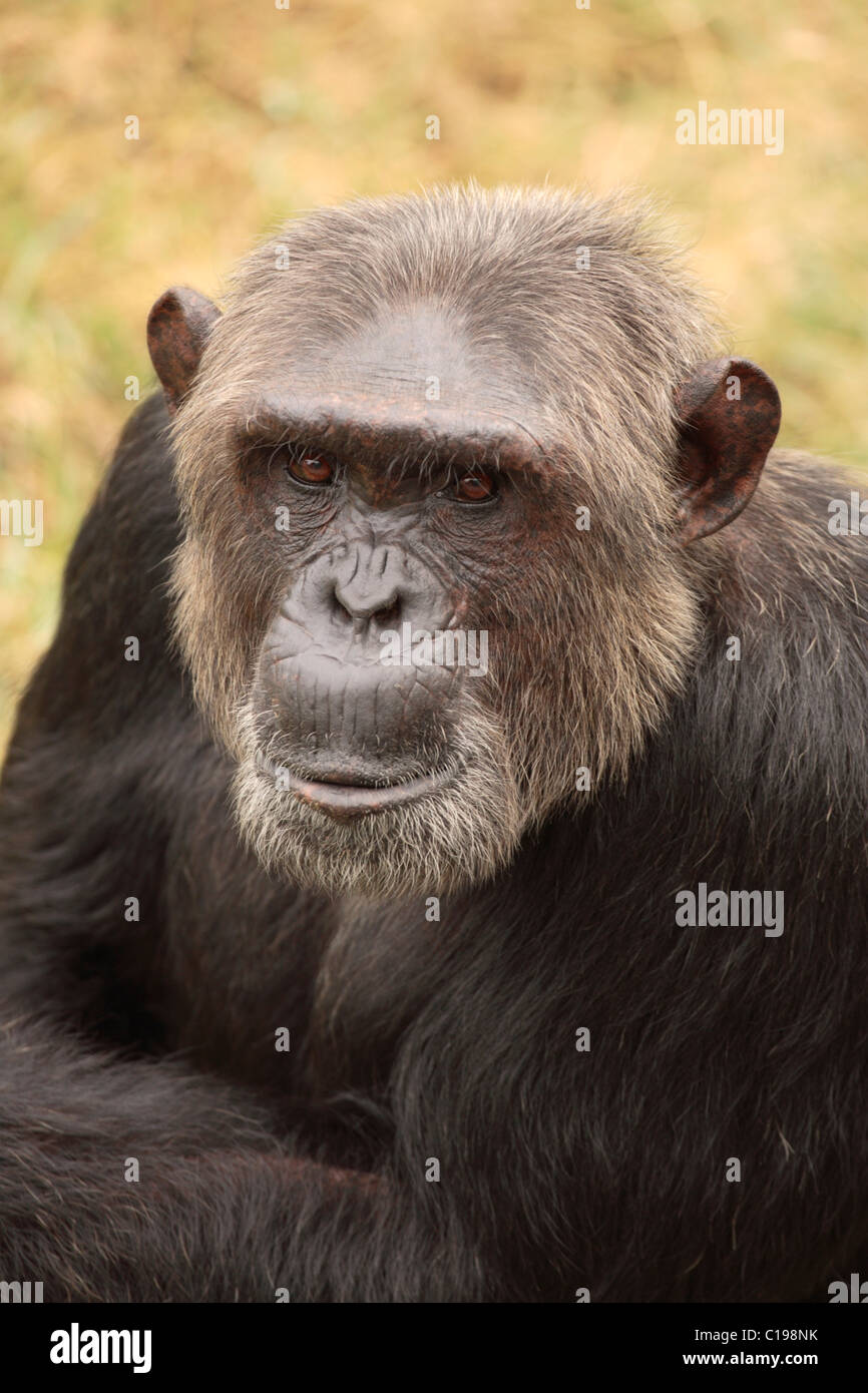 Zentral afrikanische Schimpansen (Pan t. Troglodytes), Erwachsene, Porträt, ursprünglich aus Afrika Stockfoto