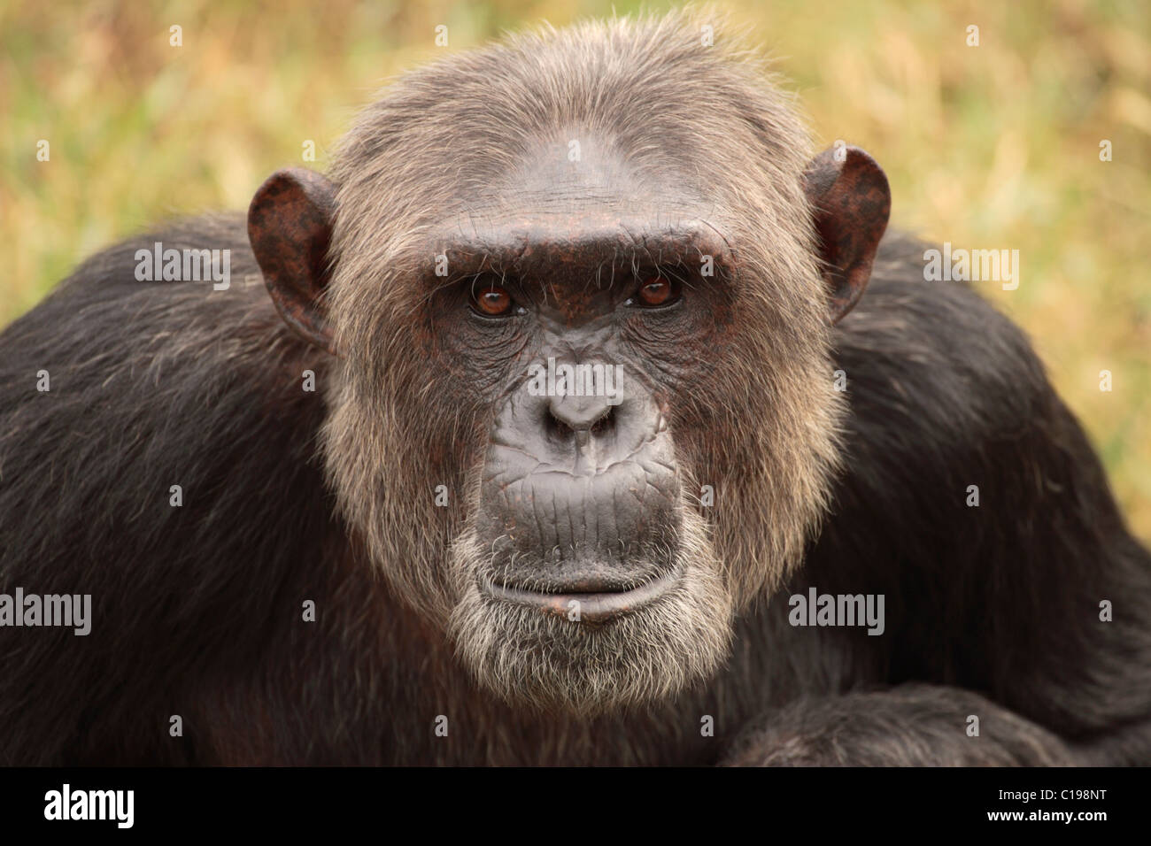 Zentral afrikanische Schimpansen (Pan t. Troglodytes), Erwachsene, Porträt, ursprünglich aus Afrika Stockfoto