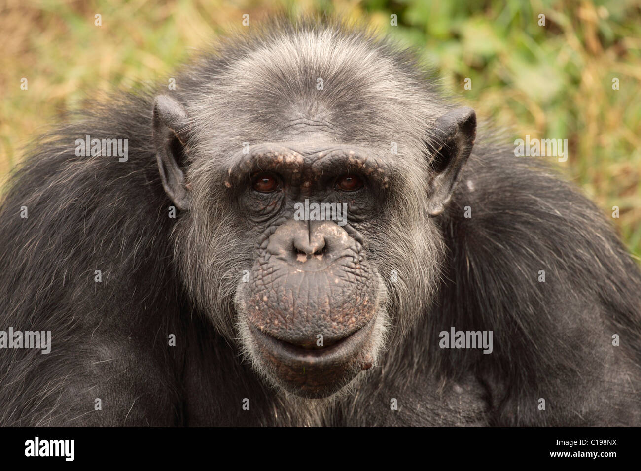 Zentral afrikanische Schimpansen (Pan t. Troglodytes), Erwachsene, Porträt, ursprünglich aus Afrika Stockfoto