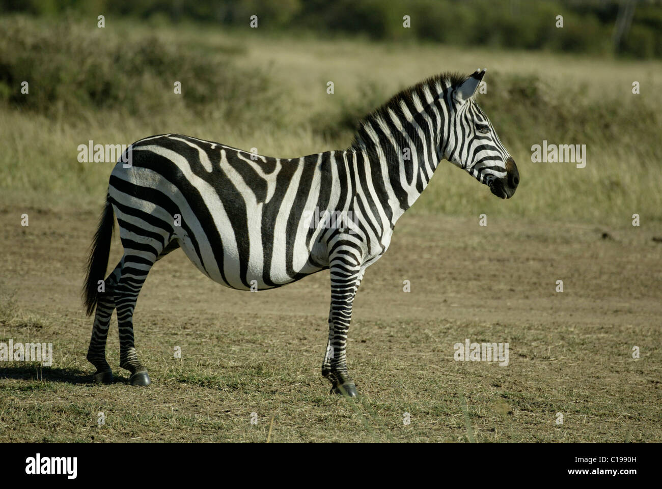 Grant Zebra (Equus Quagga Boehmi), Schwangere Erwachsene Stute, Masai Mara, Kenia, Afrika Stockfoto