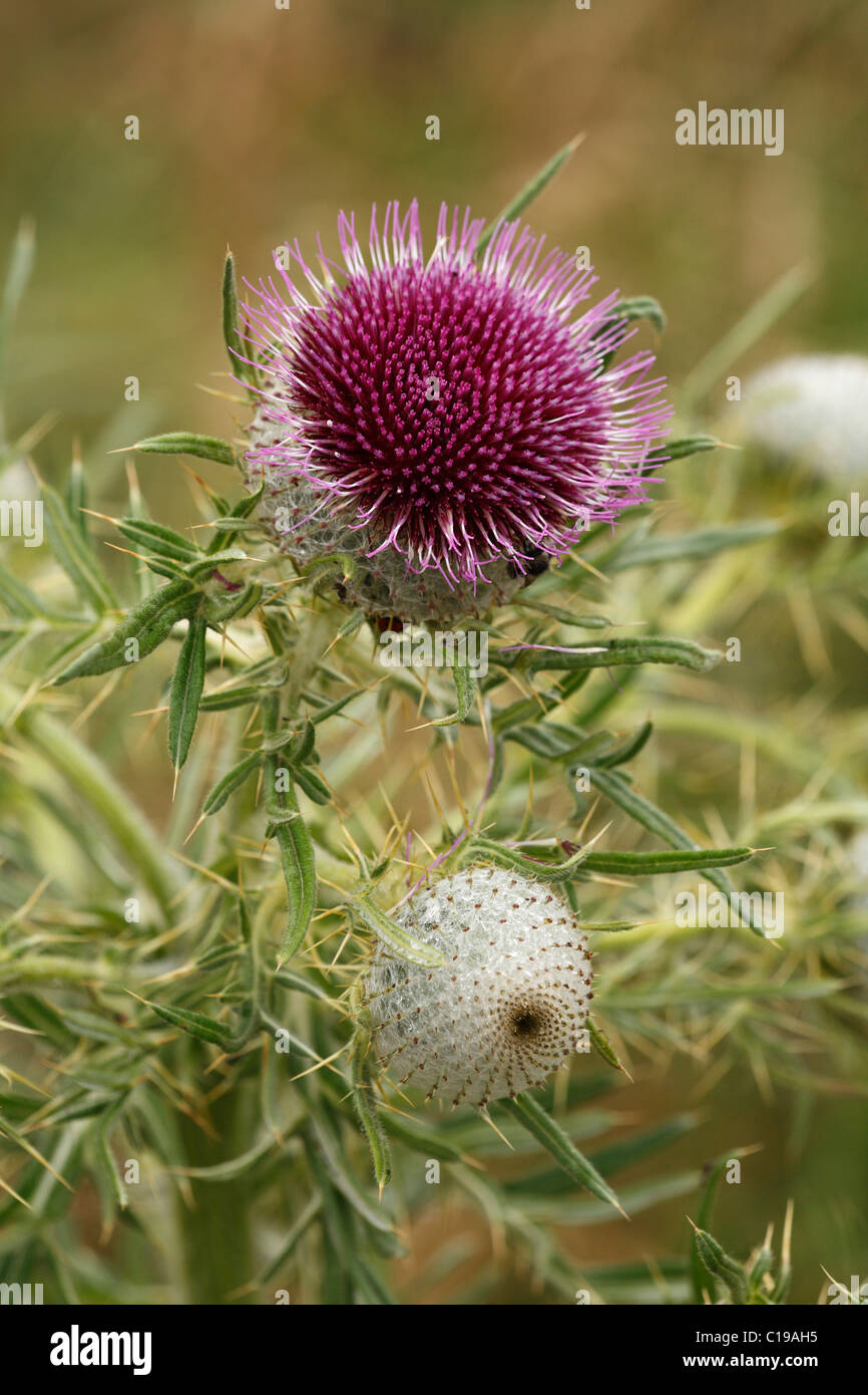 Woolly Thistle (Cirsium Wollgras), Rhön, untere Franken, Bayern, Deutschland, Europa Stockfoto