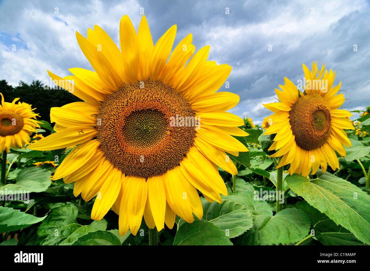 Sonnenblumen wachsen in einem Feld in Niederösterreich, Österreich, Europa Stockfoto