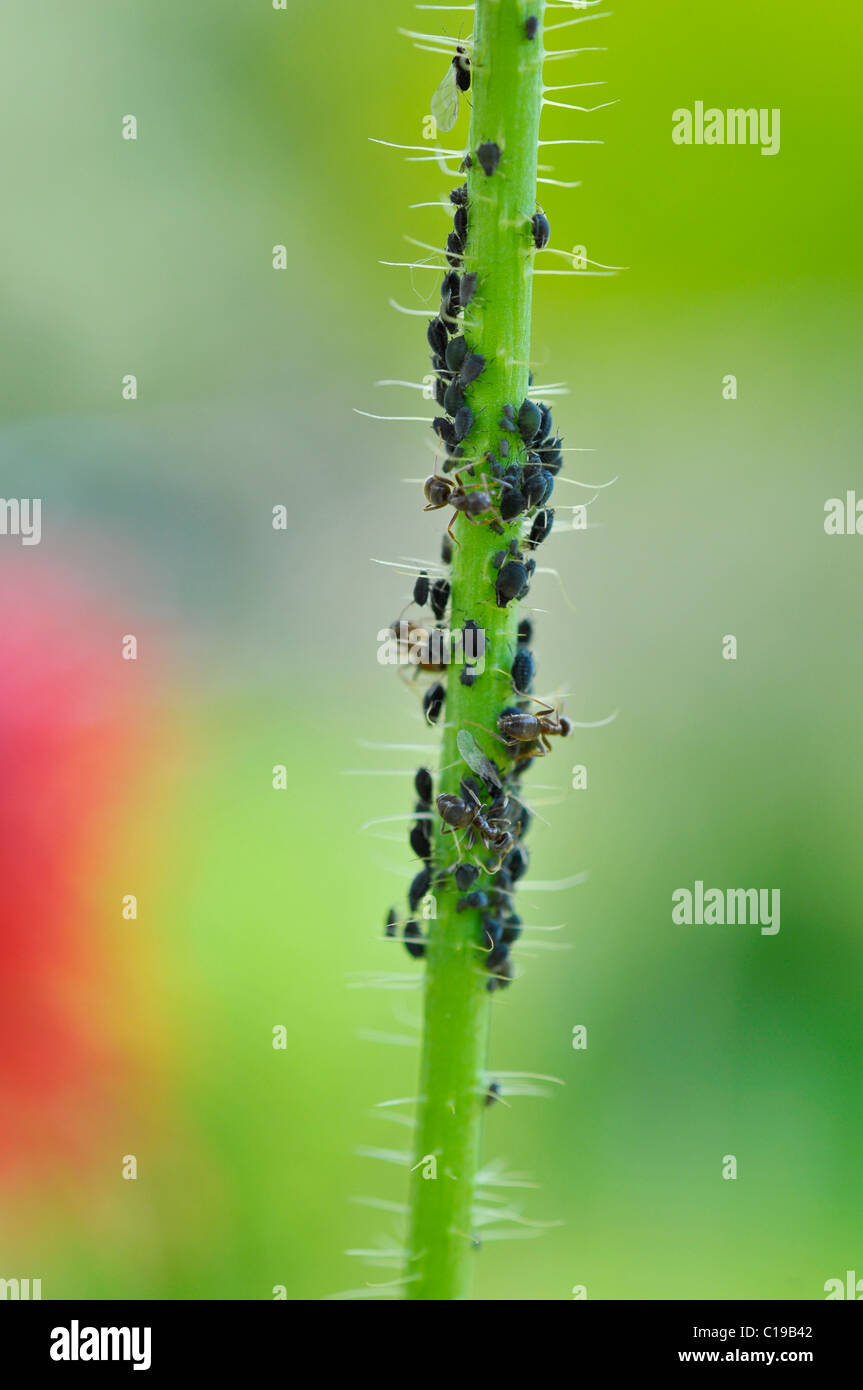 Ameisen (Ameisen) und Blattläuse oder Pflanze Läuse (Aphidoidea) auf einem Mohn Stiel Stockfoto
