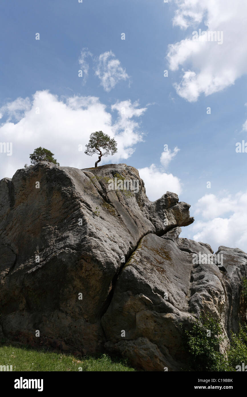 Felsen aus der späten Trias mit einer Tanne in Altenstein, Hass Berge, Franken, Bayern, Deutschland, Europa Stockfoto