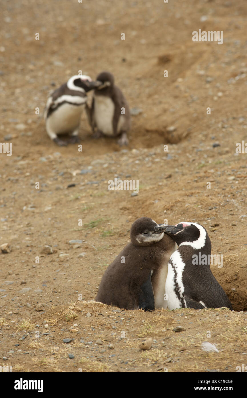 Eine Nahaufnahme der Elternschaft Stockfoto