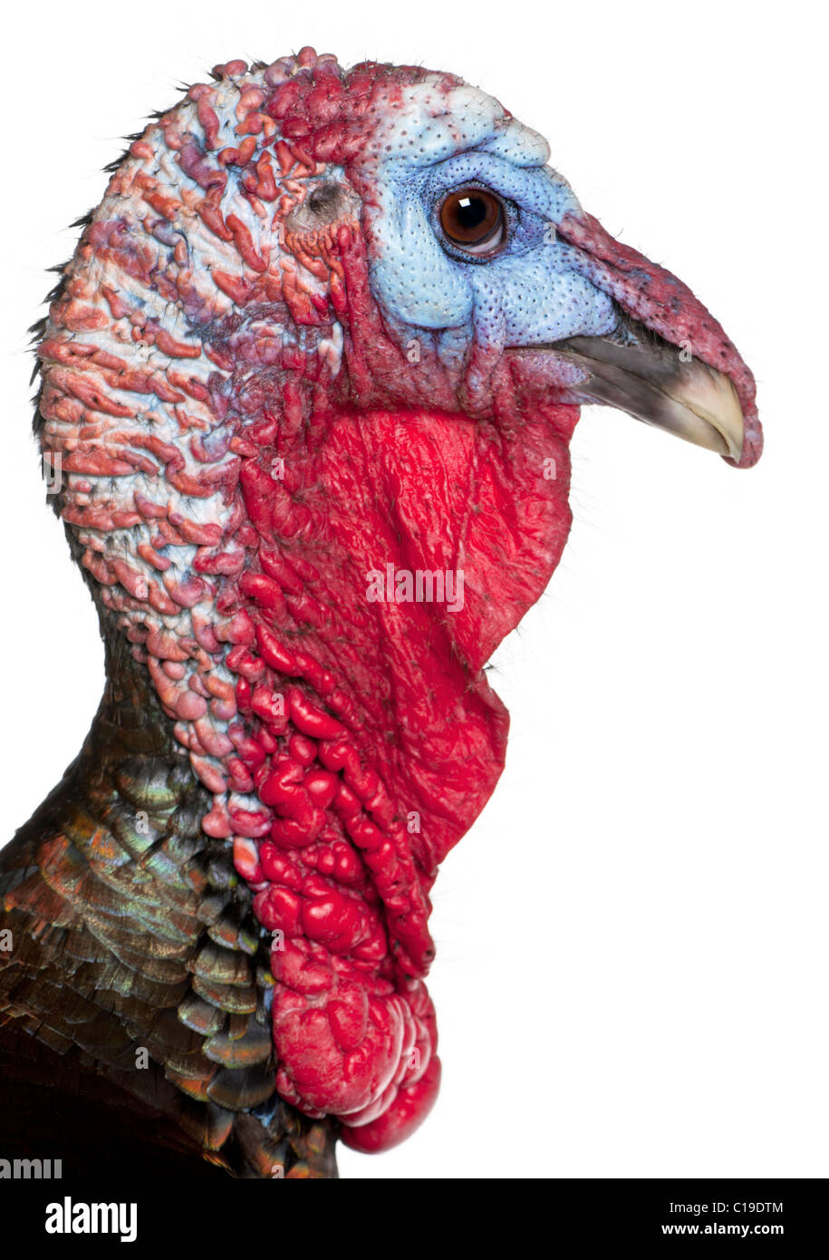 Nahaufnahme von wilder Truthahn, Meleagris Gallopavo, vor weißem Hintergrund Stockfoto