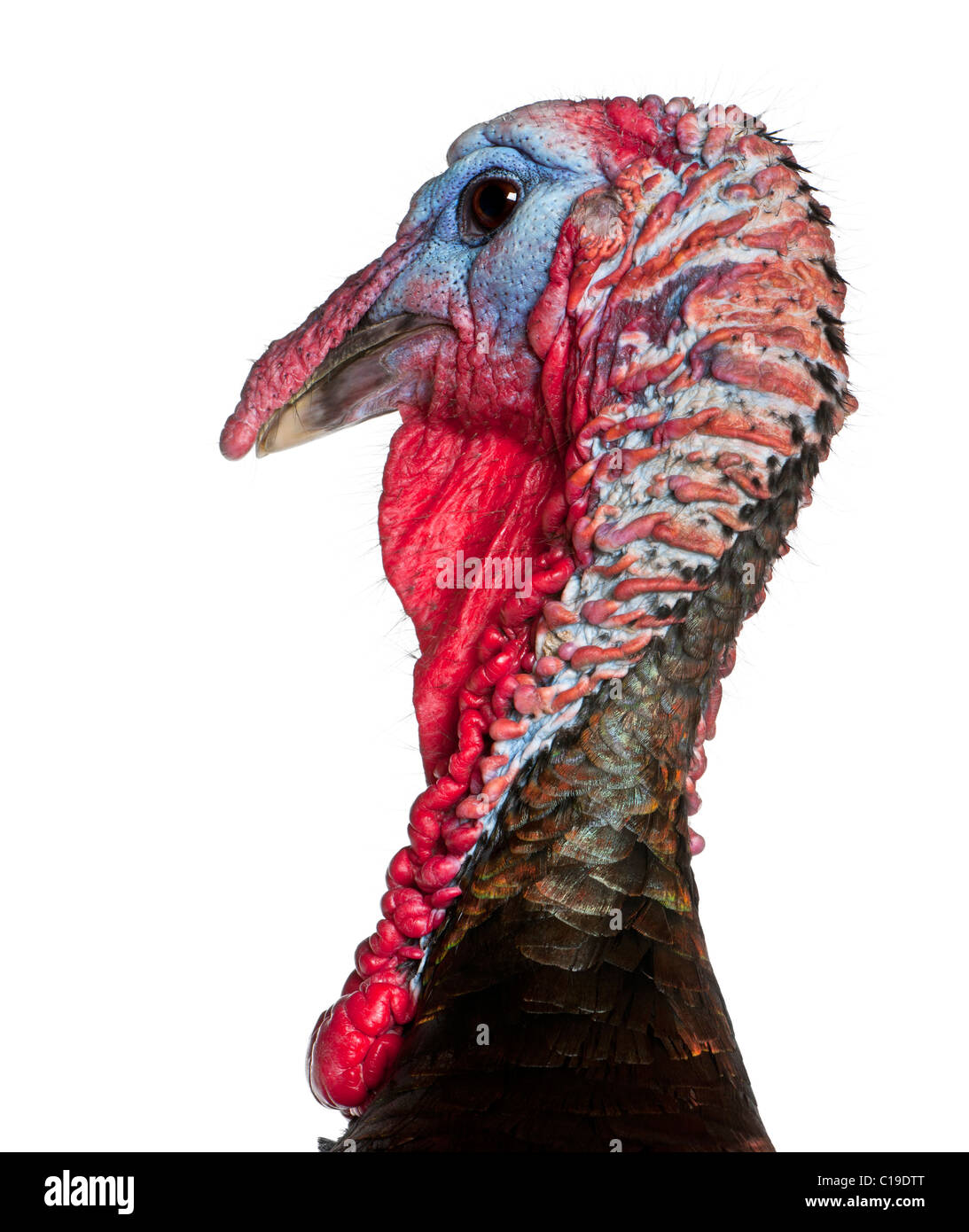 Nahaufnahme von wilder Truthahn, Meleagris Gallopavo, vor weißem Hintergrund Stockfoto