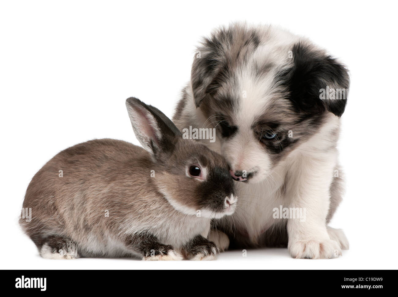 Blue Merle Border Collie Welpen, 6 Wochen alt, und ein Kaninchen vor weißem Hintergrund Stockfoto