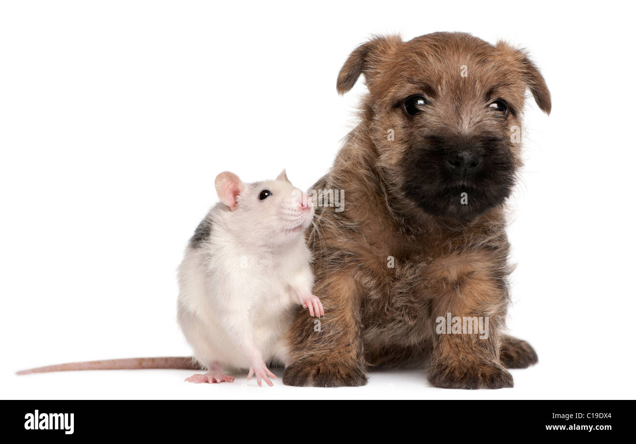 Cairn Terrier Welpen, 6 Wochen alt, und eine Ratte vor weißem Hintergrund Stockfoto