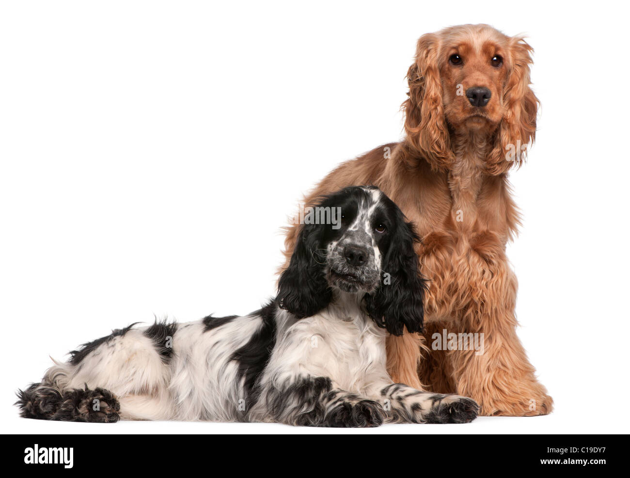 Zwei englische Cocker Spaniels, 2 Jahre alt, vor weißem Hintergrund Stockfoto