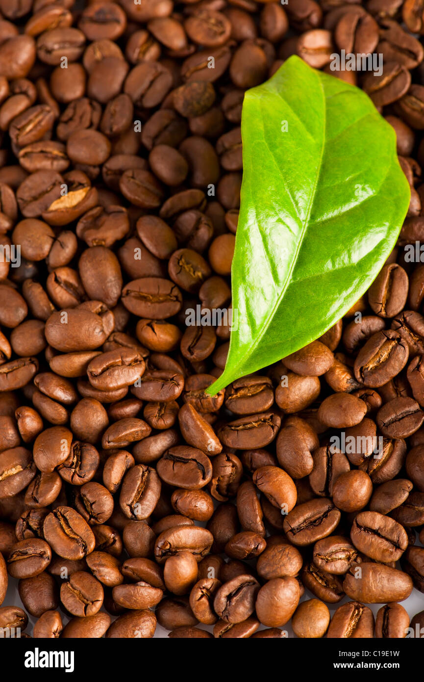 Makro von Kaffeebohnen und grünes Blatt der Kaffeepflanze Stockfoto