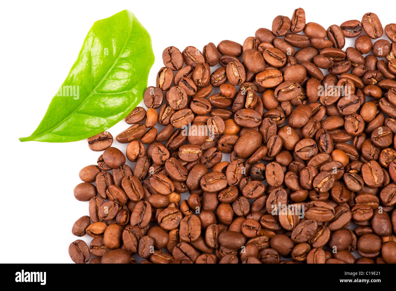 Kaffeebohnen und grünes Blatt der Kaffeepflanze auf weiß Stockfoto