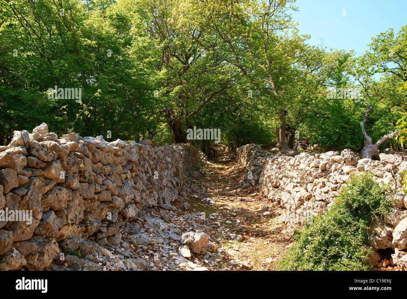 Alte Straßen durch die geschützten Sub-Mittelmeer breite blättrige sommergrünen Wald Tramutana, Insel Cres, Kroatien Stockfoto