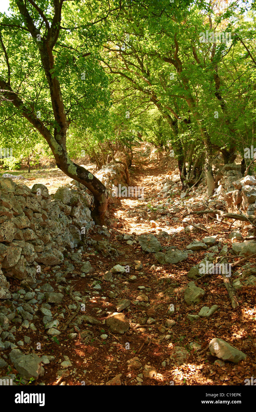 Alte Straßen durch die geschützten Sub-Mittelmeer breite blättrige sommergrünen Wald Tramutana, Insel Cres, Kroatien Stockfoto