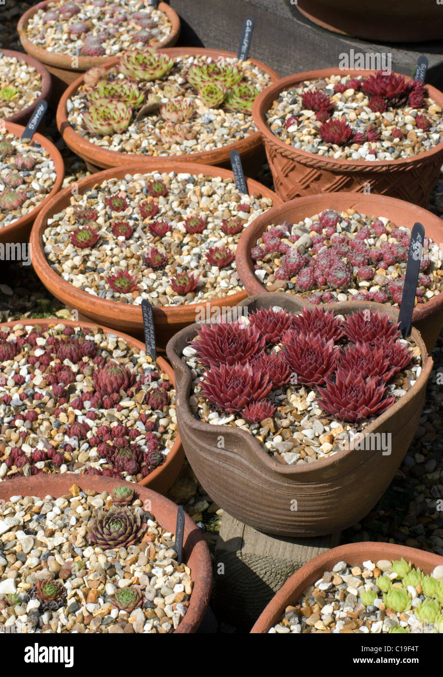 Eine große Sammlung von Keramik Blumentöpfe. Stockfoto