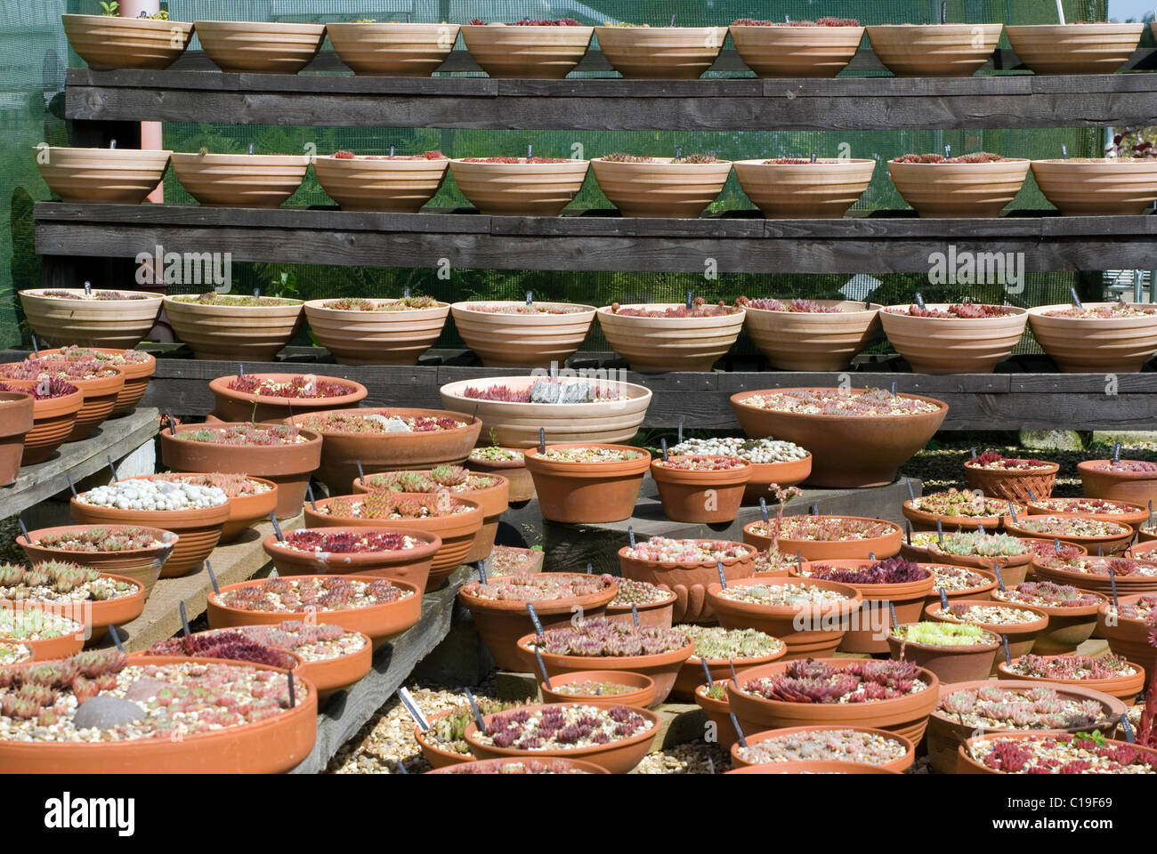 Eine große Sammlung von Keramik Blumentöpfe. Stockfoto