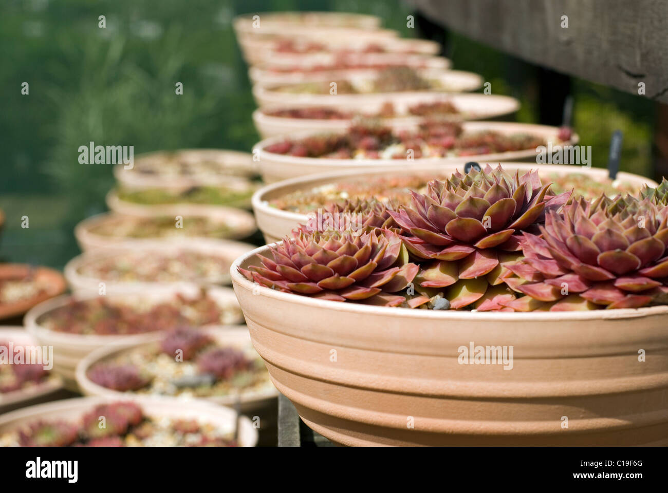 Eine große Sammlung von Keramik Blumentöpfe. Stockfoto