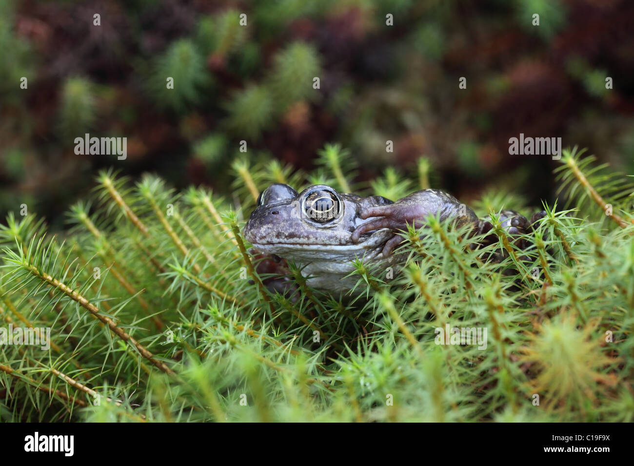 Gewöhnlicher Frosch (Rana temporaria) Großbritannien Stockfoto