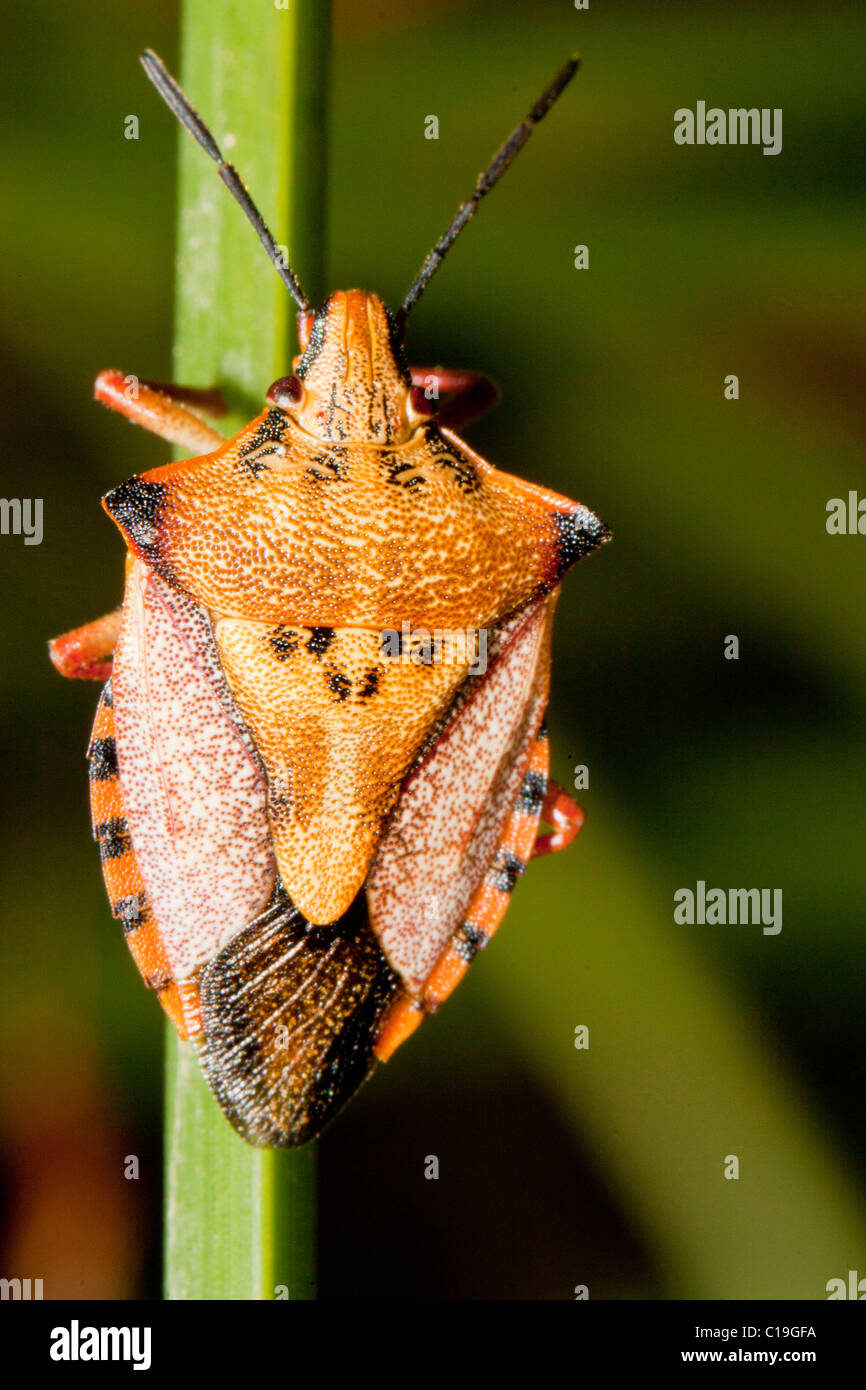 Nahaufnahme eines orange gemeinsamen Schild Bugs kroch ein Rasen-Blatt. Stockfoto