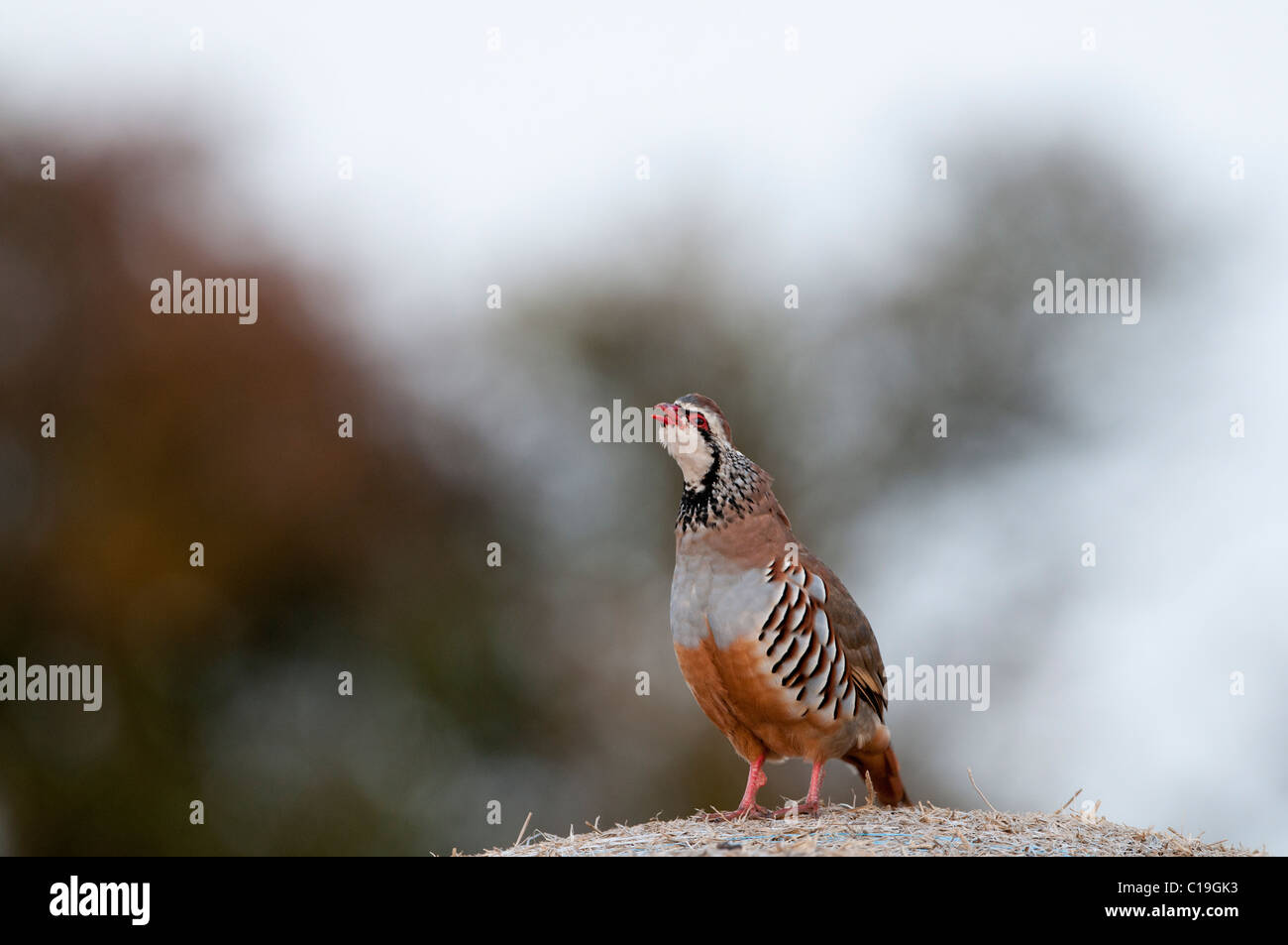 Rotbeinige Rebhuhn Alectoris Rufa auf Heuballen Norfolk Stockfoto