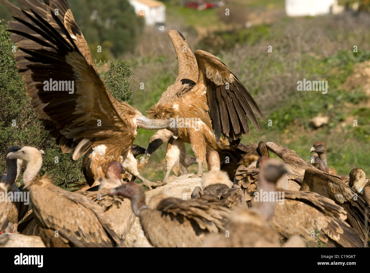 Gänsegeier Streit um Kadaver von weißen Pferd Stockfoto