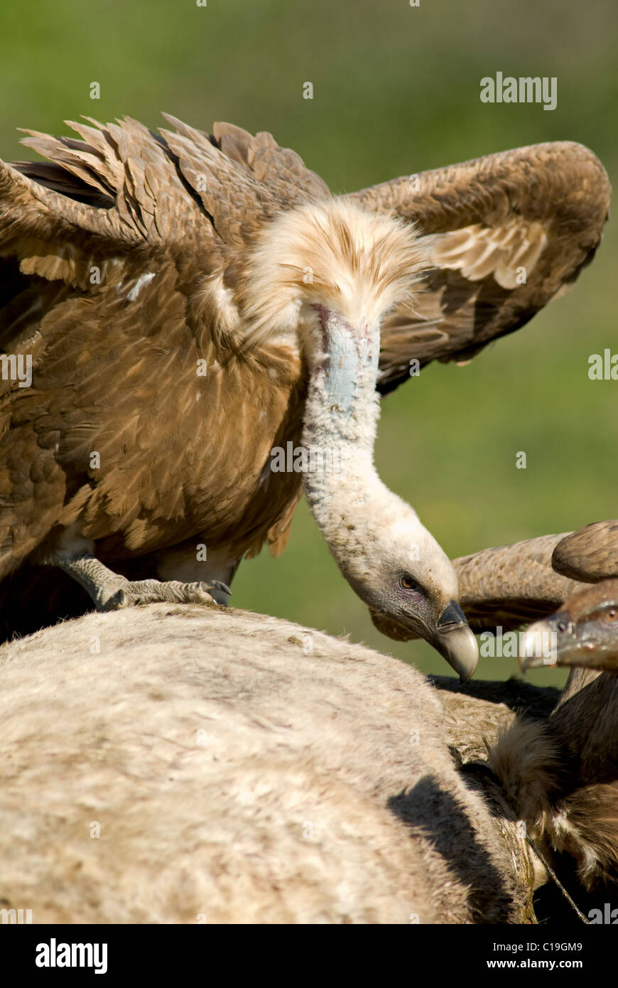 Griffon Vulture stehend auf Kadaver von weißen Pferd warten auf Futter Stockfoto