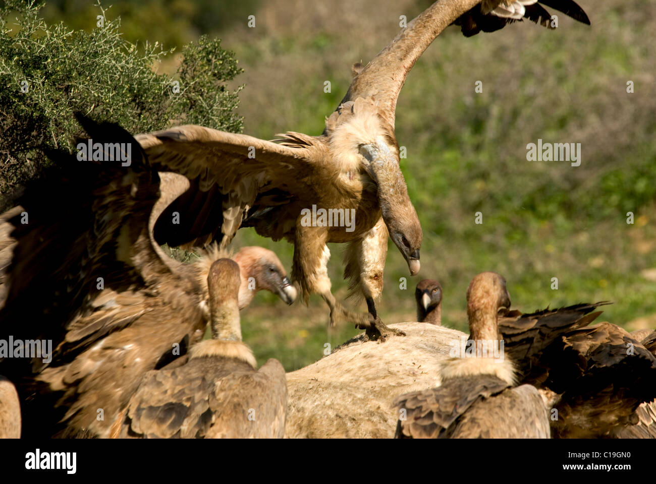 Gänsegeier Landung auf Kadaver von weißen Pferd mit anderen Geier schon füttern. Stockfoto