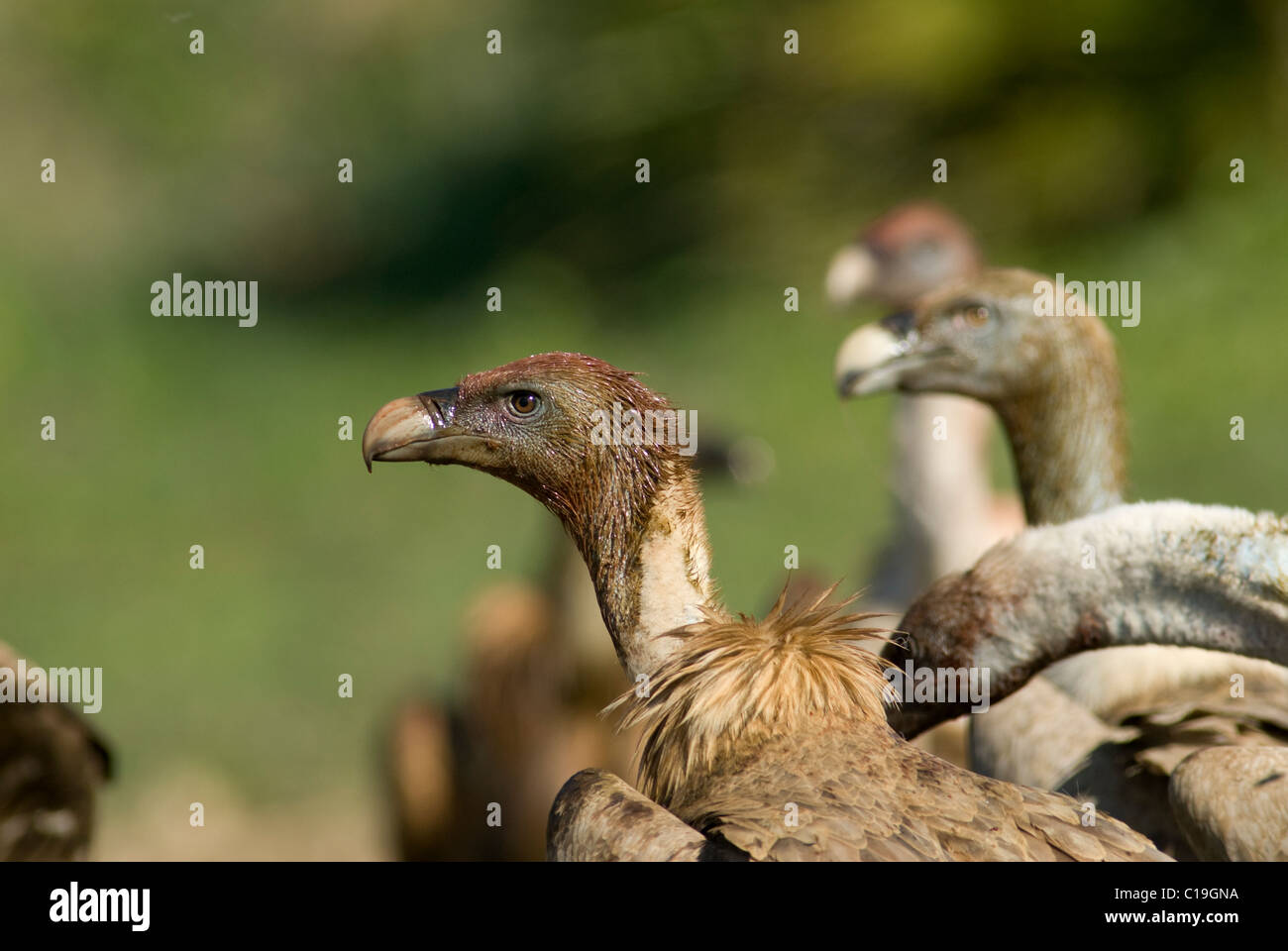 Gänsegeier mit Blut am Kopf und Hals von der Fütterung auf Kadaver Stockfoto