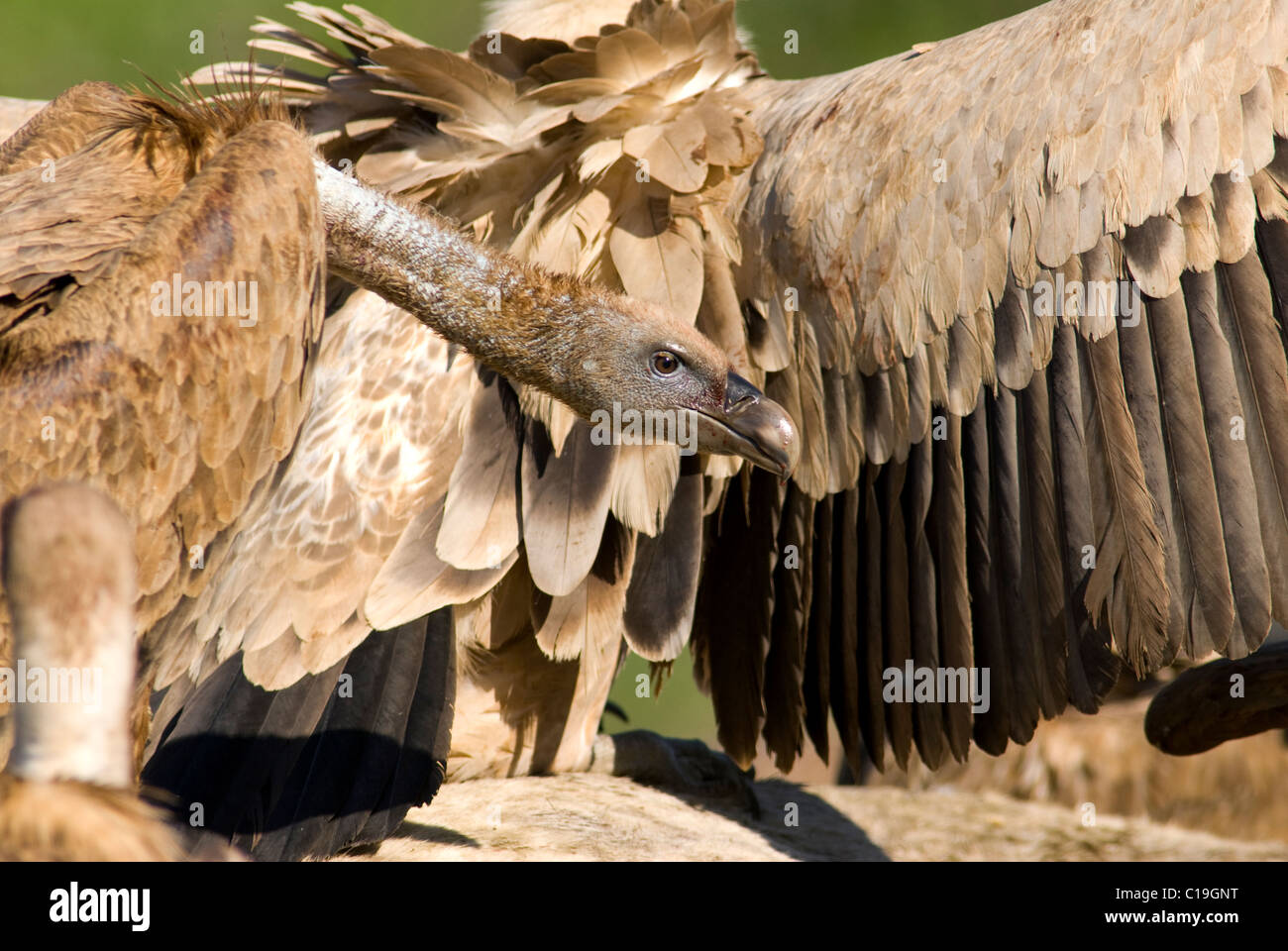 Gänsegeier auf Kadaver von weißen Pferd warten auf Futter stehen Stockfoto