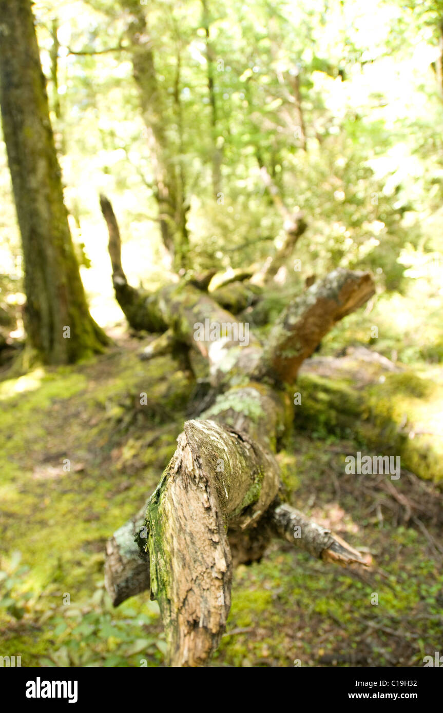 Dart River, Otago, Neuseeland Stockfoto