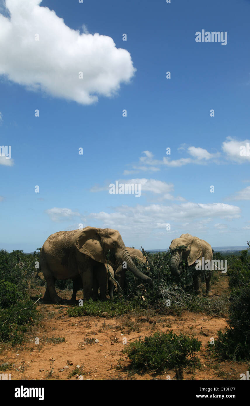 Braun afrikanische Elefanten ADDO NATIONAL PARK-Südafrika 30. Januar 2011 Stockfoto